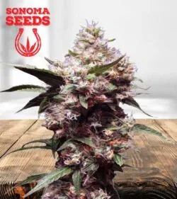Cherry Blaster Strain