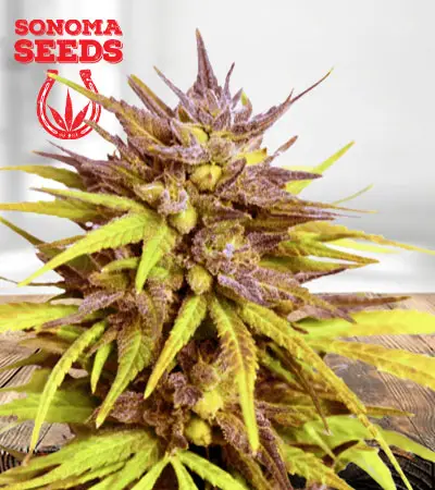 Cherry Blossom Feminized Marijuana Seeds
