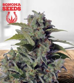Cherry Kush
