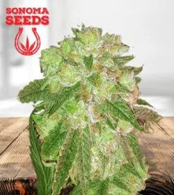Cherry Lemonade Feminized Marijuana Seeds