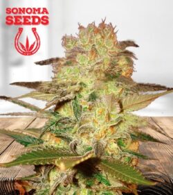 Chocolate Chunk Feminized Marijuana Seeds