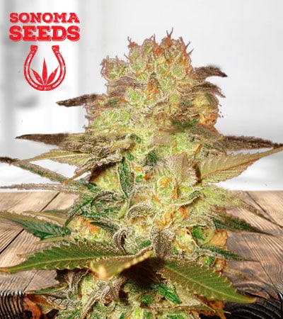 Chocolate Chunk Feminized Marijuana Seeds