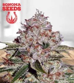 Chocolate Pudding Strain