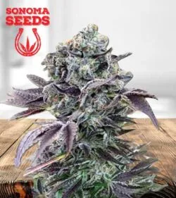 Chunky Monkey Strain