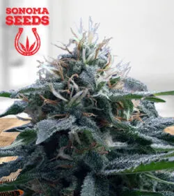 Church OG Strain