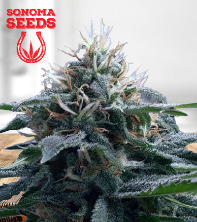 Church OG Autoflower Marijuana Seeds