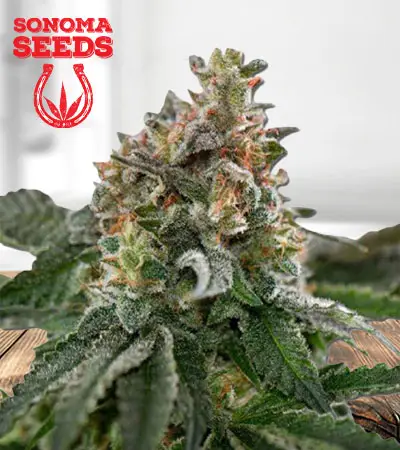 Clementine Feminized Marijuana Seeds