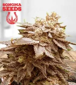 Cola Kush