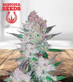 Cookie Crumble Strain