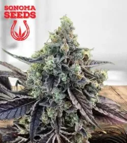 Cookie Dawg Strain