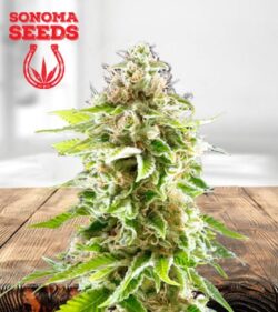 Cookie Haze Feminized Marijuana Seeds