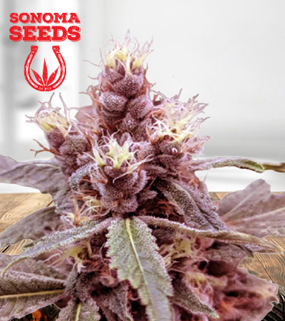 Cookie Monster Autoflower Marijuana Seeds