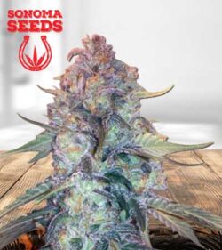 Creamsicle Strain