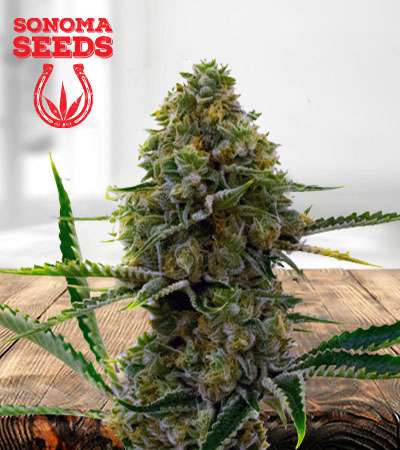 Critical Auto Fast Bud Marijuana Seeds