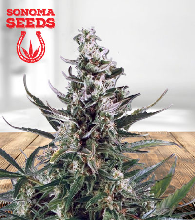 Critical Autoflower Marijuana Seeds