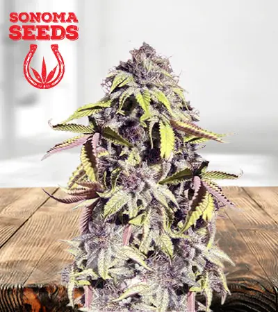 Crown Royale Feminized Marijuana Seeds