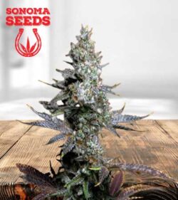 Crushed Grapes Strain