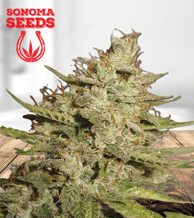Crystal Autoflower Marijuana Seeds