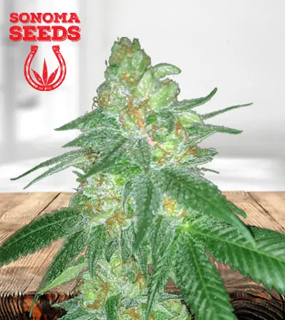 Devils Crack Feminized Marijuana Seeds