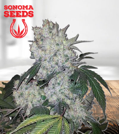 Diamond Kush Autoflower Marijuana Seeds