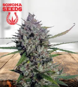 Diesel Berry Strain