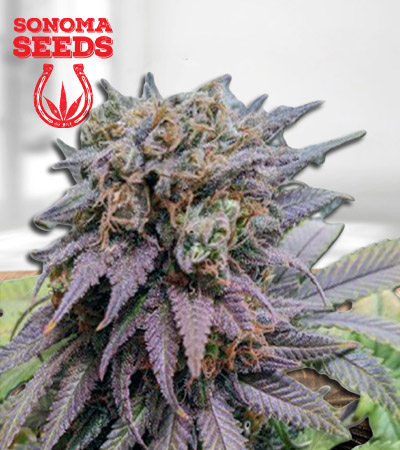 Dragon Fruit Feminized Marijuana Seeds