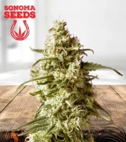 Durban Poison Feminized Marijuana Seeds