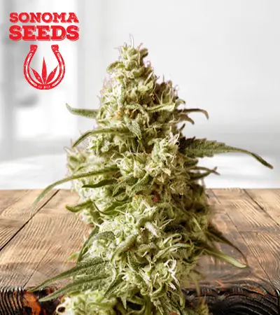 Durban Poison Feminized Marijuana Seeds