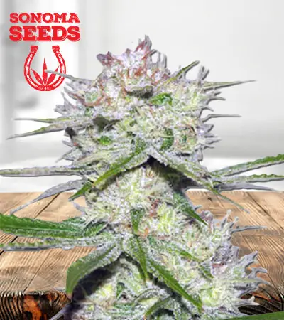 Dutch Crunch Feminized Marijuana Seeds