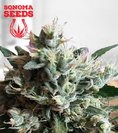 Dutch Dragon Autoflower Marijuana Seeds