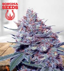 Dwarf King Strain