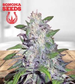 Dwarf King Strain