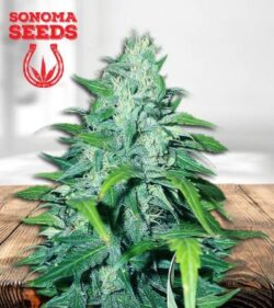 Dwarf Low Flyer Strain