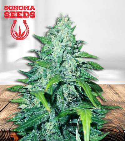 Dwarf Low Flyer Autoflower Marijuana Seeds (1)