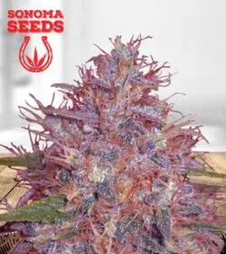 Early Strain