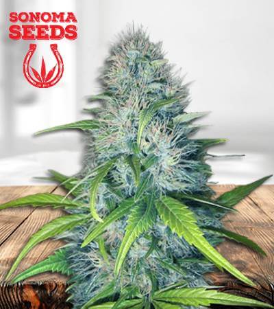 Early Miss Autoflowering Marijuana Seeds (1)