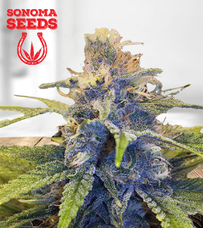 East Coast Alien Feminized Fast Version Marijuana Seeds