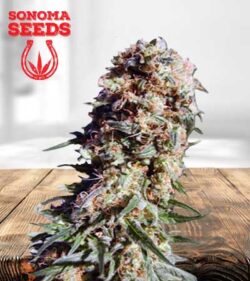 Electric Berry Strain