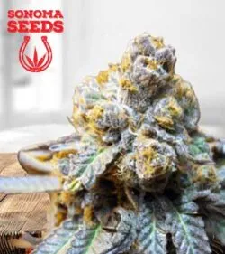 Elephant Strain