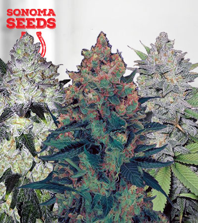 Feminized Mix Marijuana Seeds