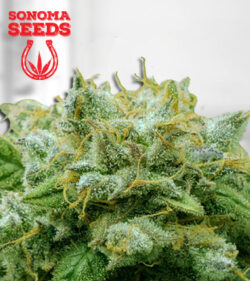 Frosted Zin Autoflower Marijuana Seeds