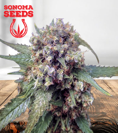 Fucking Incredible Autoflower Marijuana Seeds
