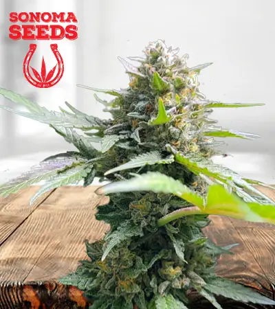 Gelato Feminized Marijuana Seeds