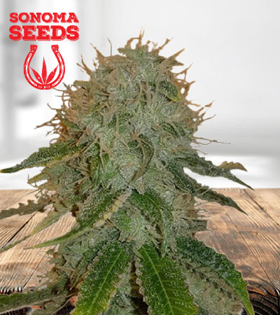 Ghost OG Autoflower Marijuana Seeds