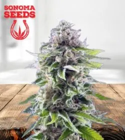 Ghost Train Haze Feminized Marijuana Seeds