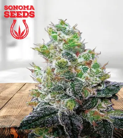 Gods Gift Feminized Marijuana Seeds