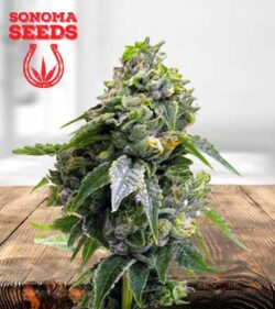 Gorilla Chip Strain