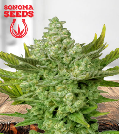 Gorilla Cookies Autoflower Marijuana Seeds