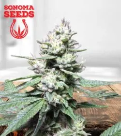 Gorilla Glue #4 Strain