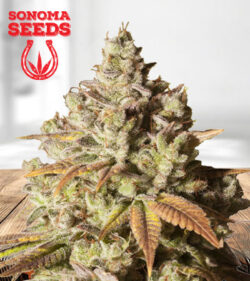 Gorilla Glue Feminized Marijuana Seeds